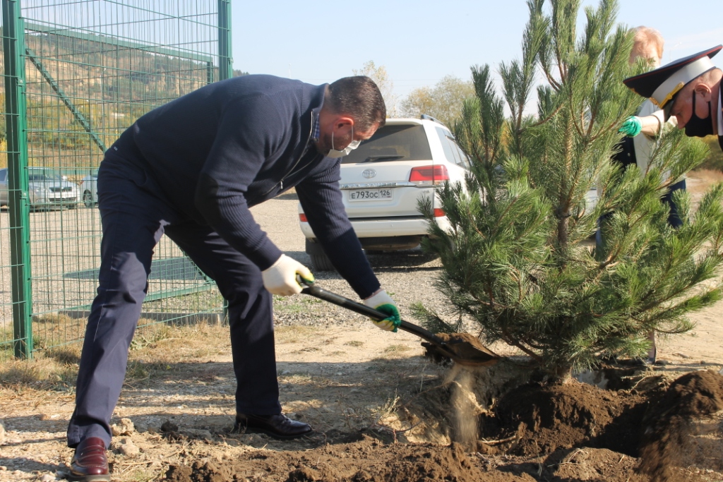 На территории нового физкультурно-оздоровительного комплекса в Кисловодске высадили 45 сосен