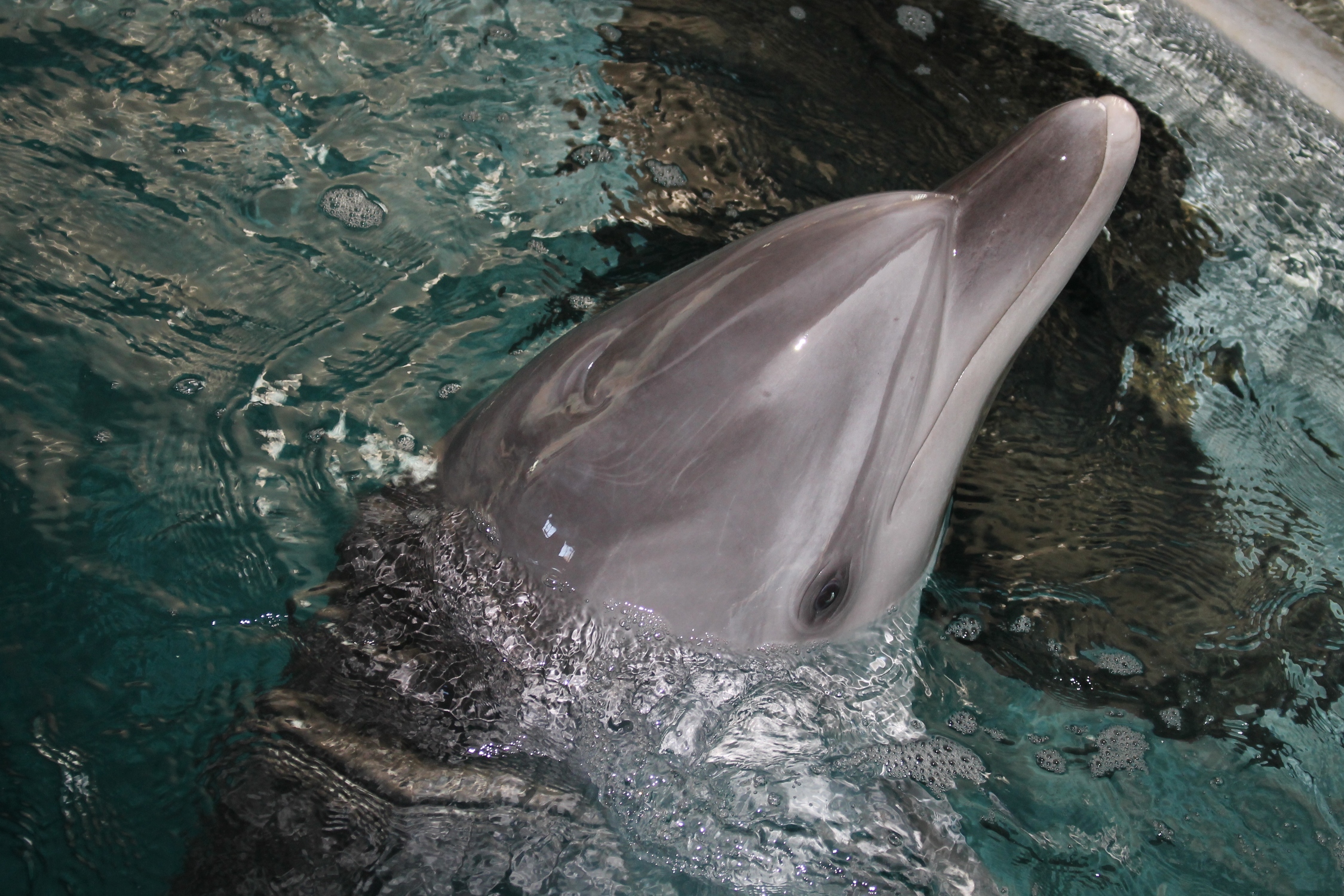 Кисловодский дельфинарий
