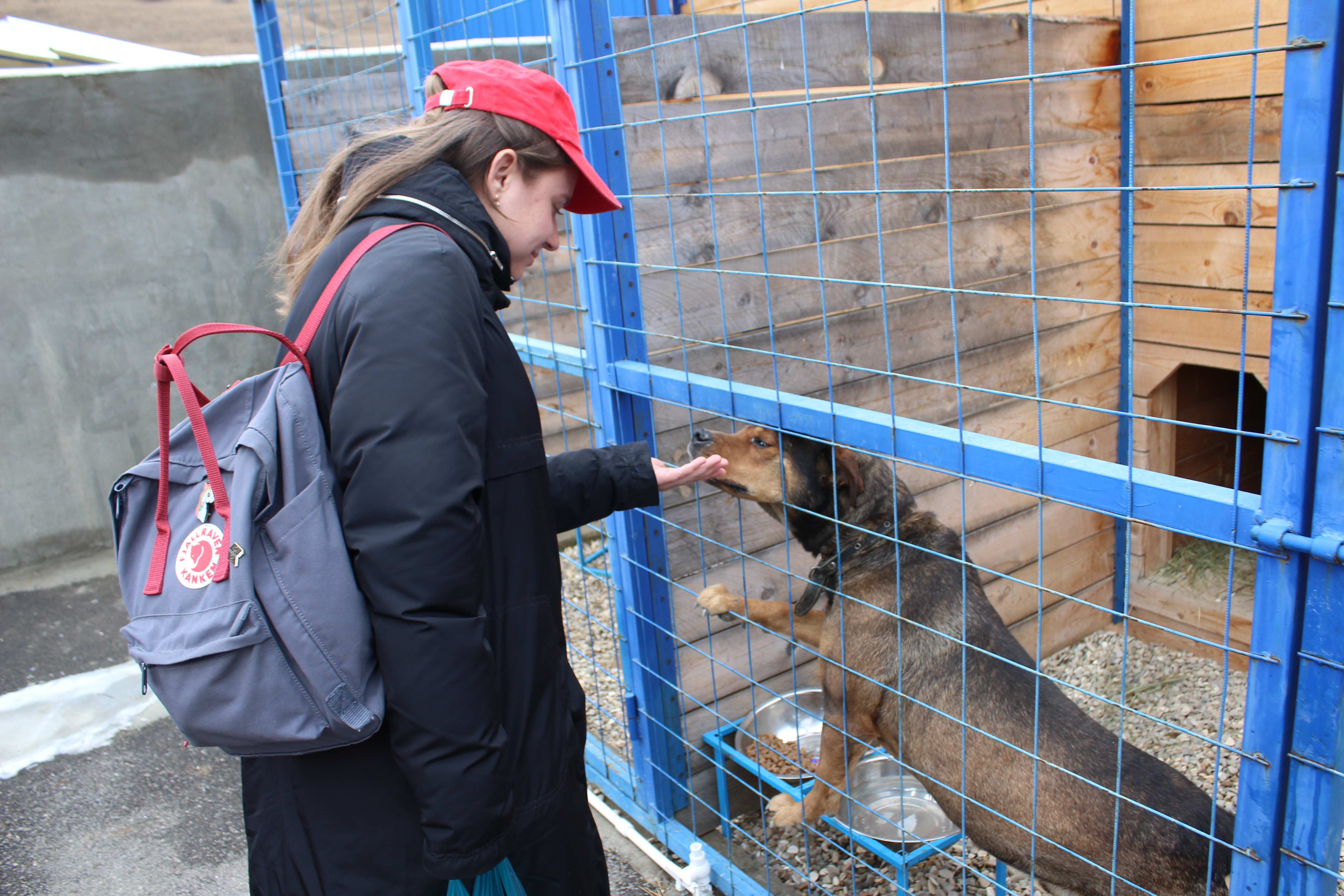 Волонтеры Кисловодска побывали в приюте для безнадзорных животных