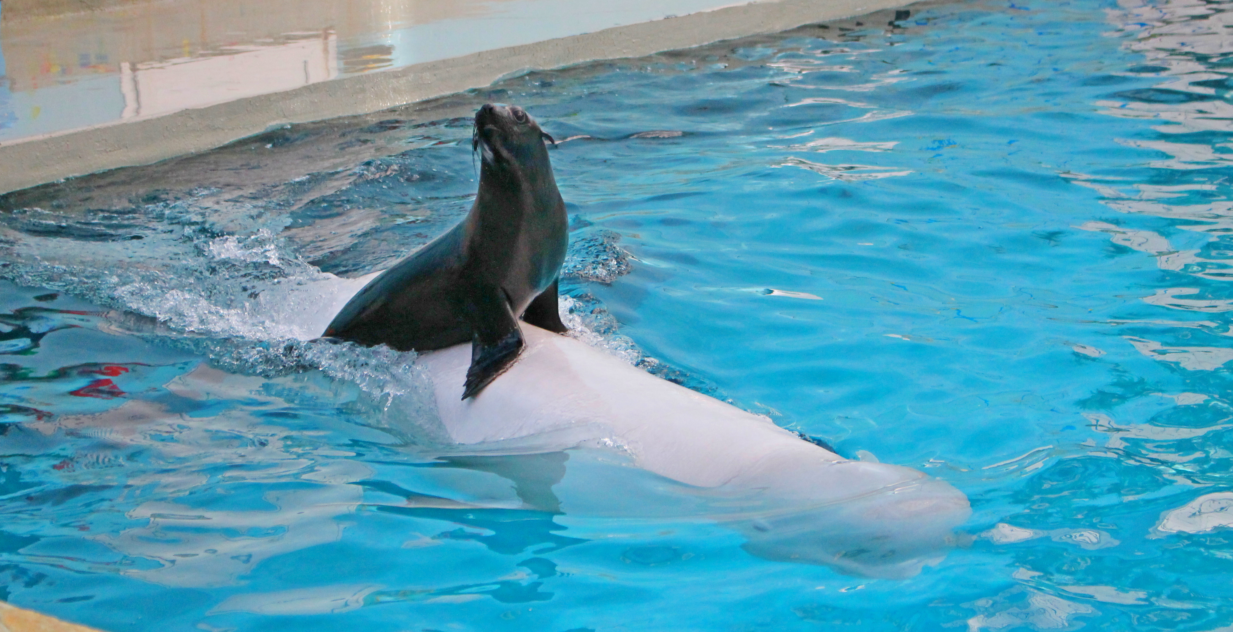 В кисловодском дельфинарии появился новый артист – северный морской котик Тихон