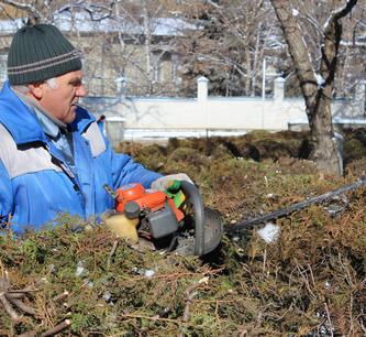 В Кисловодске проводятся масштабные работы по обрезке и кронированию деревьев