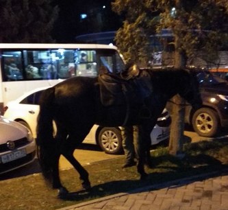 На хозяина лошадей, разгуливающих по дорогам Кисловодска, наложен штраф
