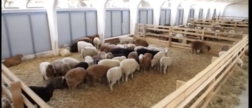 В Кисловодске прошла Первая Международная конференция по развитию овцеводства.