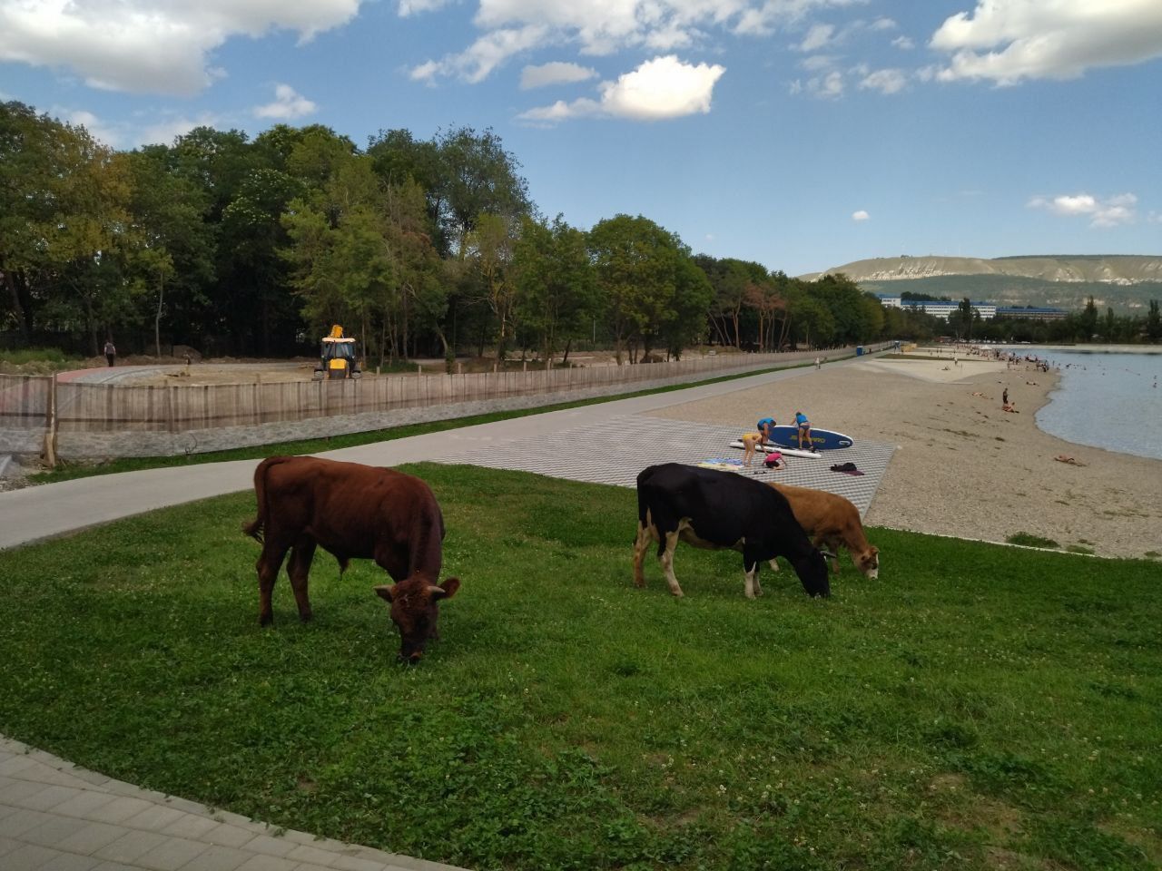 Администрация Кисловодска вышла в краевую Думу с законодательной инициативой по незаконному выпасу скота на улицах курорта.