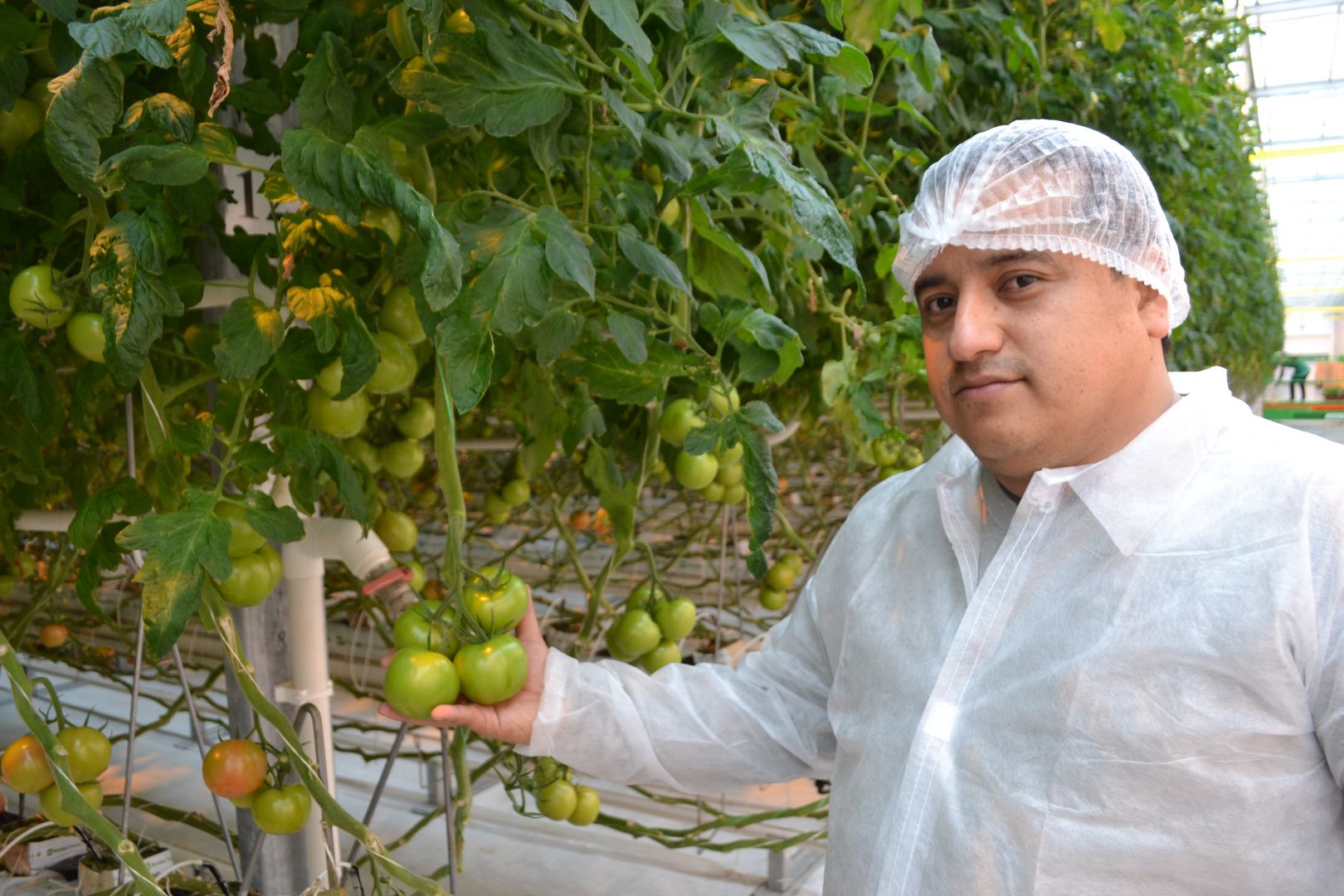 Под Кисловодском агроном из Эквадора добился небывалой урожайности тепличных томатов