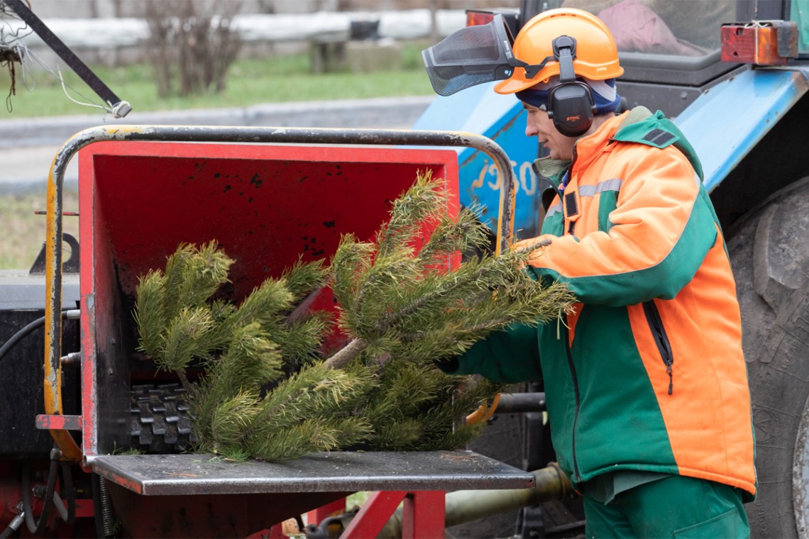 Переработанные елки в Кисловодске пойдут на научные исследования юннатов