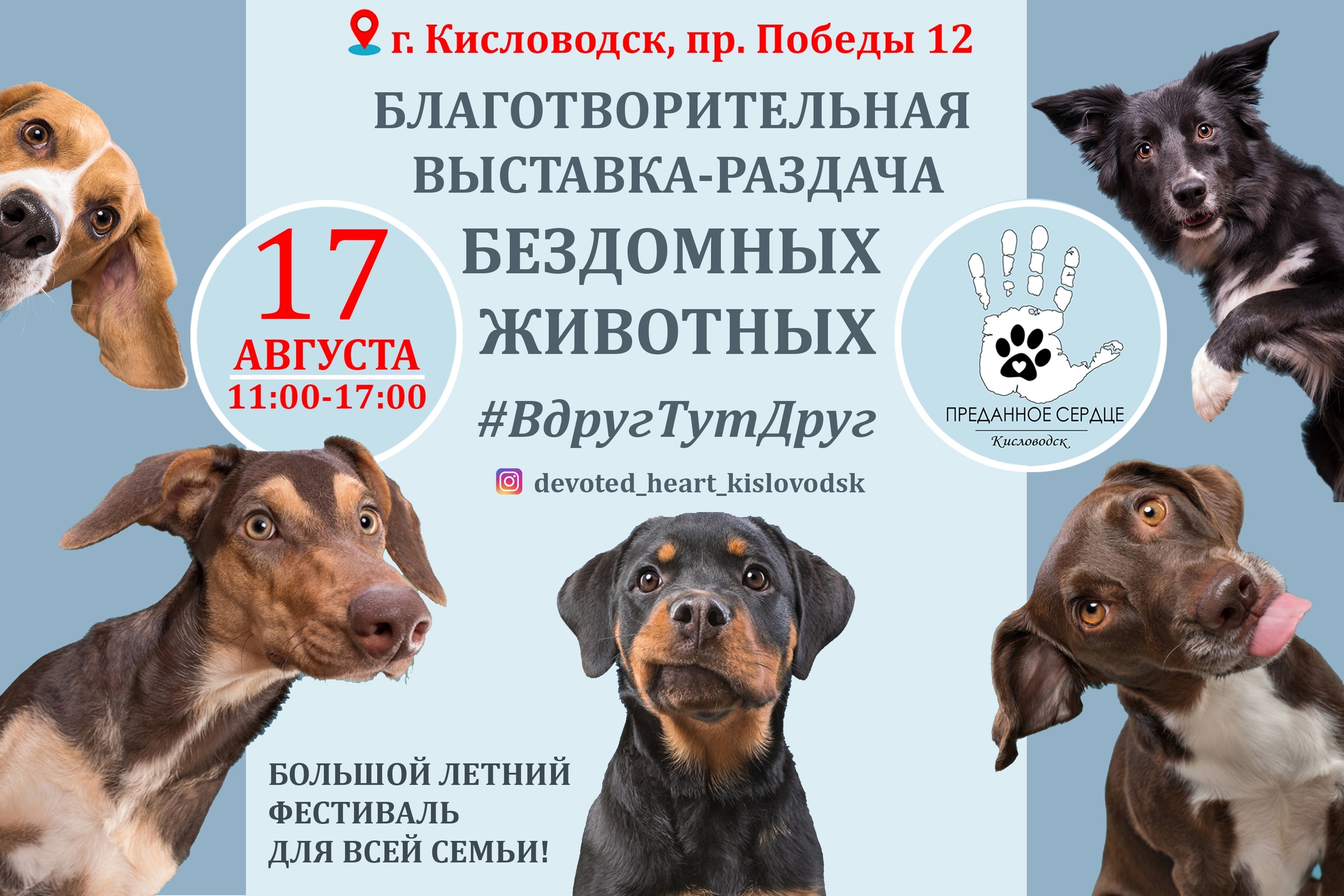 46 «хвостиков» ждут хозяев на  выставке-раздаче бездомных животных в Кисловодске