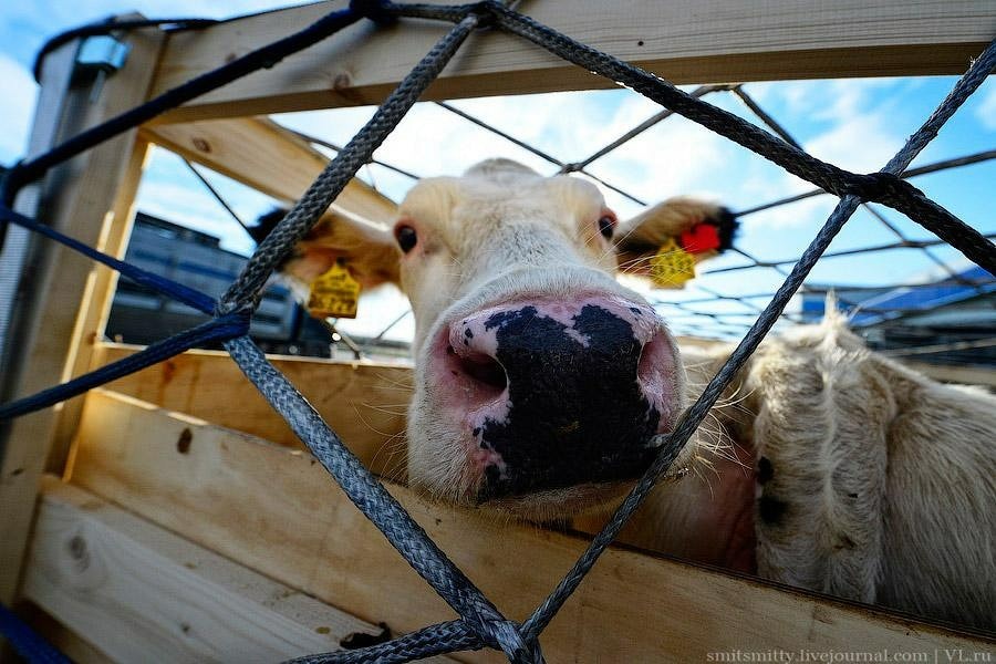 Виновные в появлении коров в центре Кисловодска понесут наказание