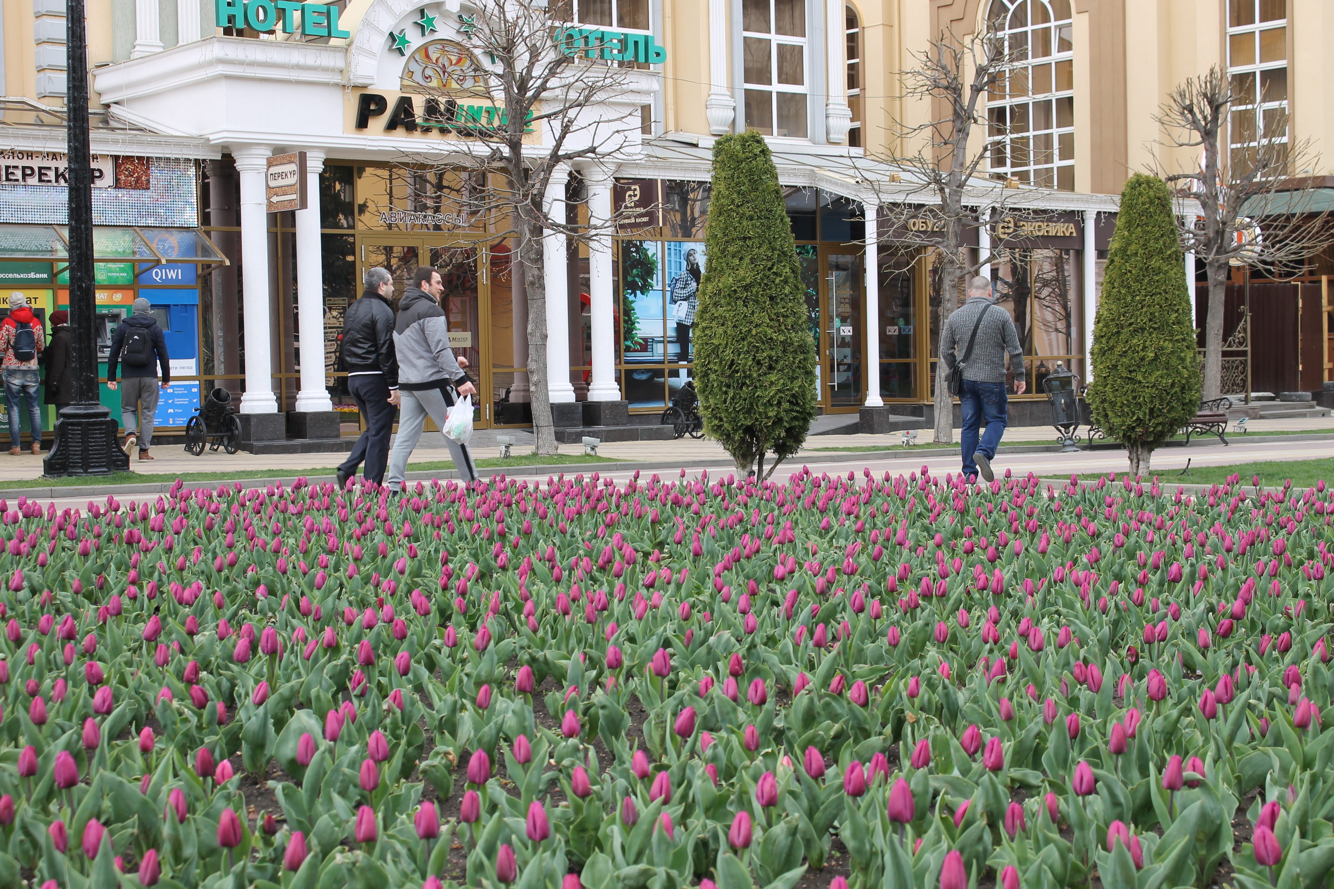 На Курортном бульваре Кисловодска распустились тысячи тюльпанов
